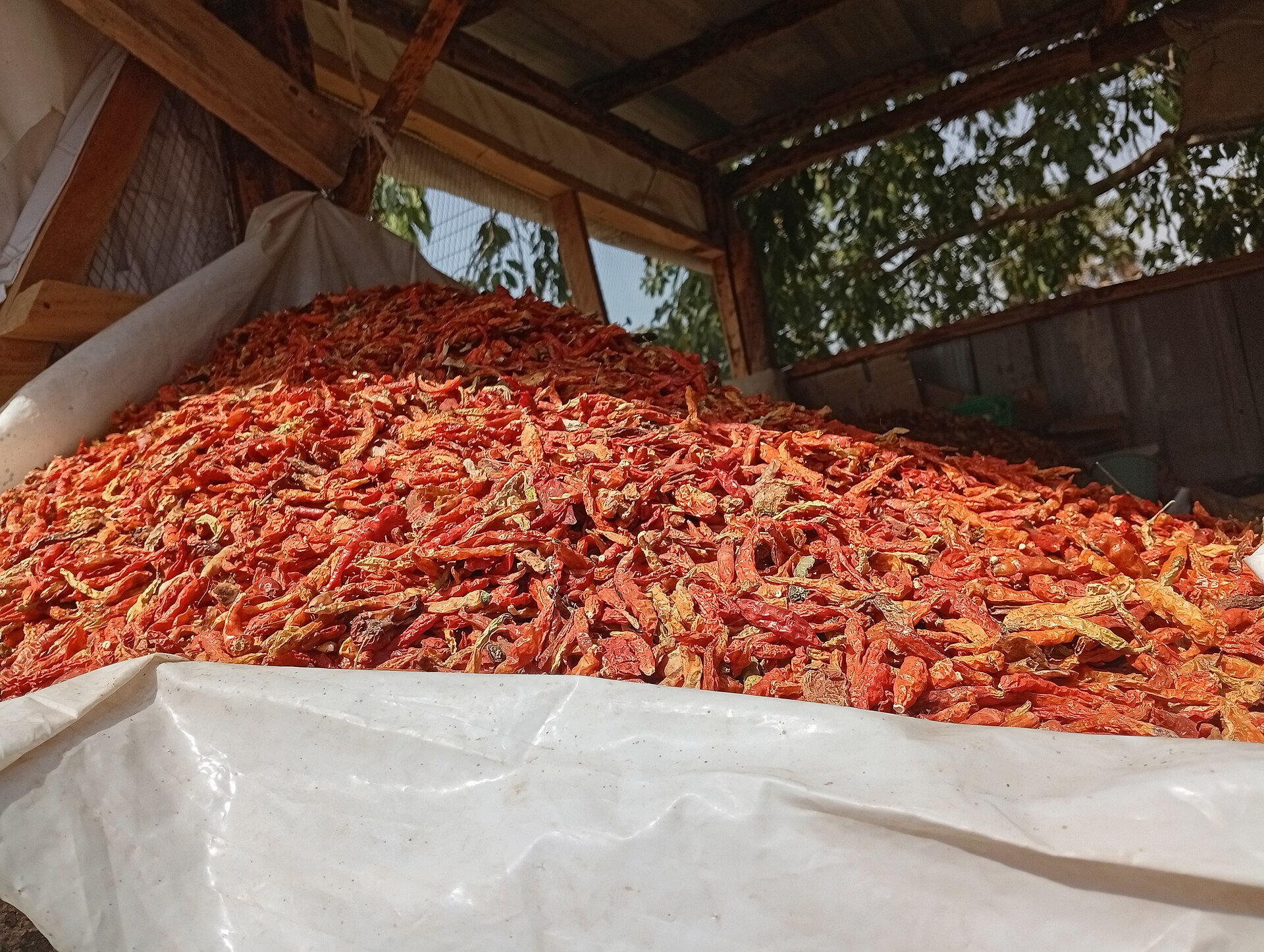 Dried Pepper